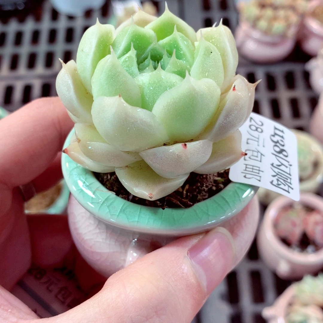 5cm盆精控多肉1138