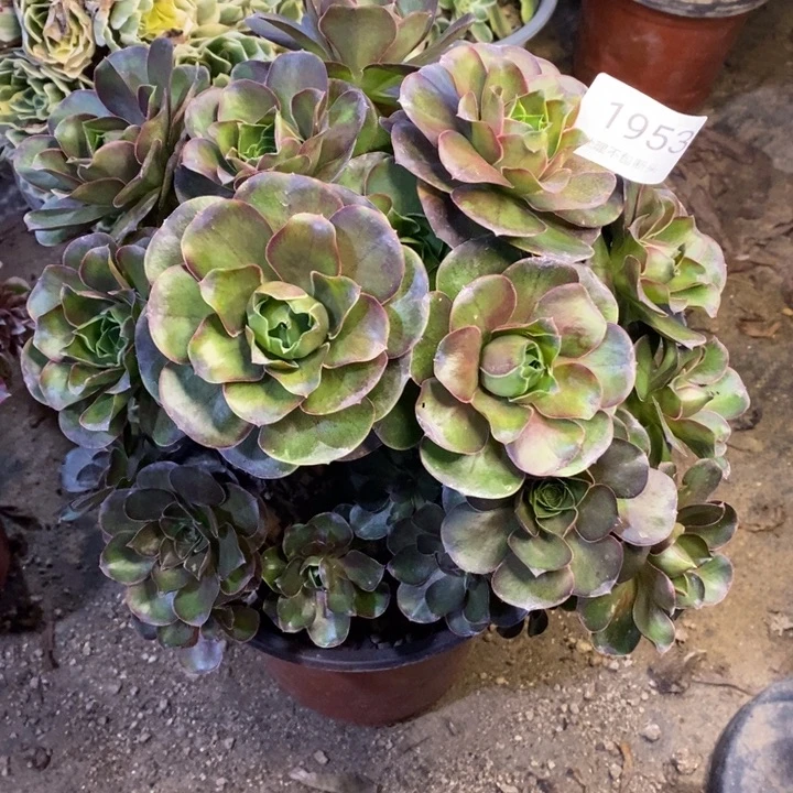 魅金多肉断头不包1953