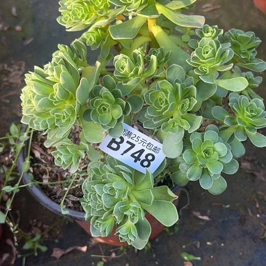 鹿*多肉植物一个