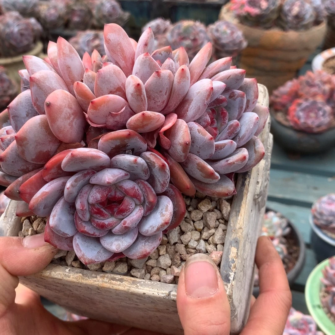 无花朵多头哈哈哈哈哈哈哈哈