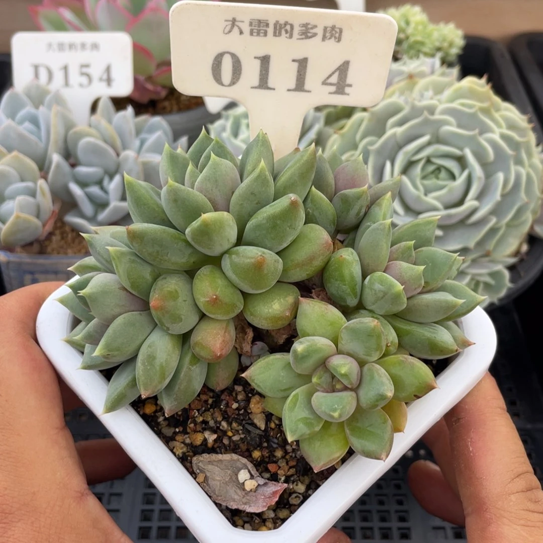 0114红象牙不带盆12厘米