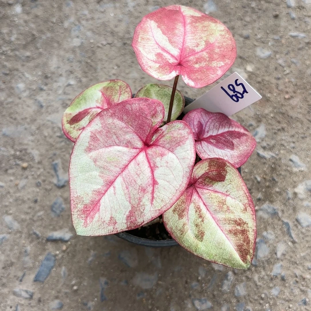 泰国彩叶芋589-0121