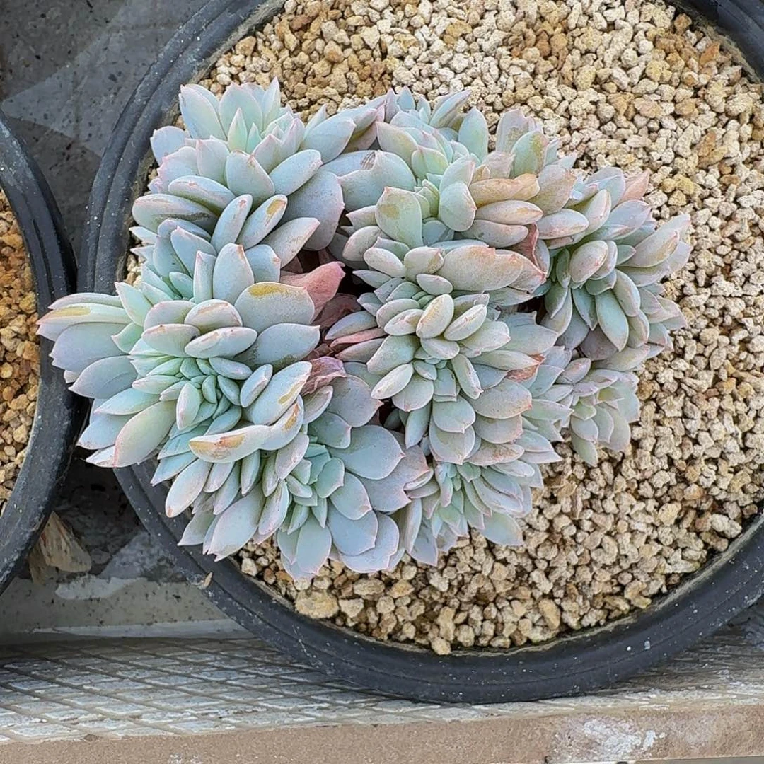 白茶缀化 一物一拍