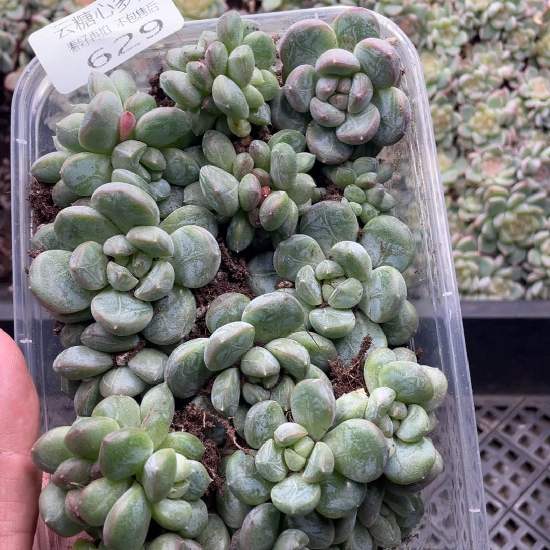 云糖心多肉植物629