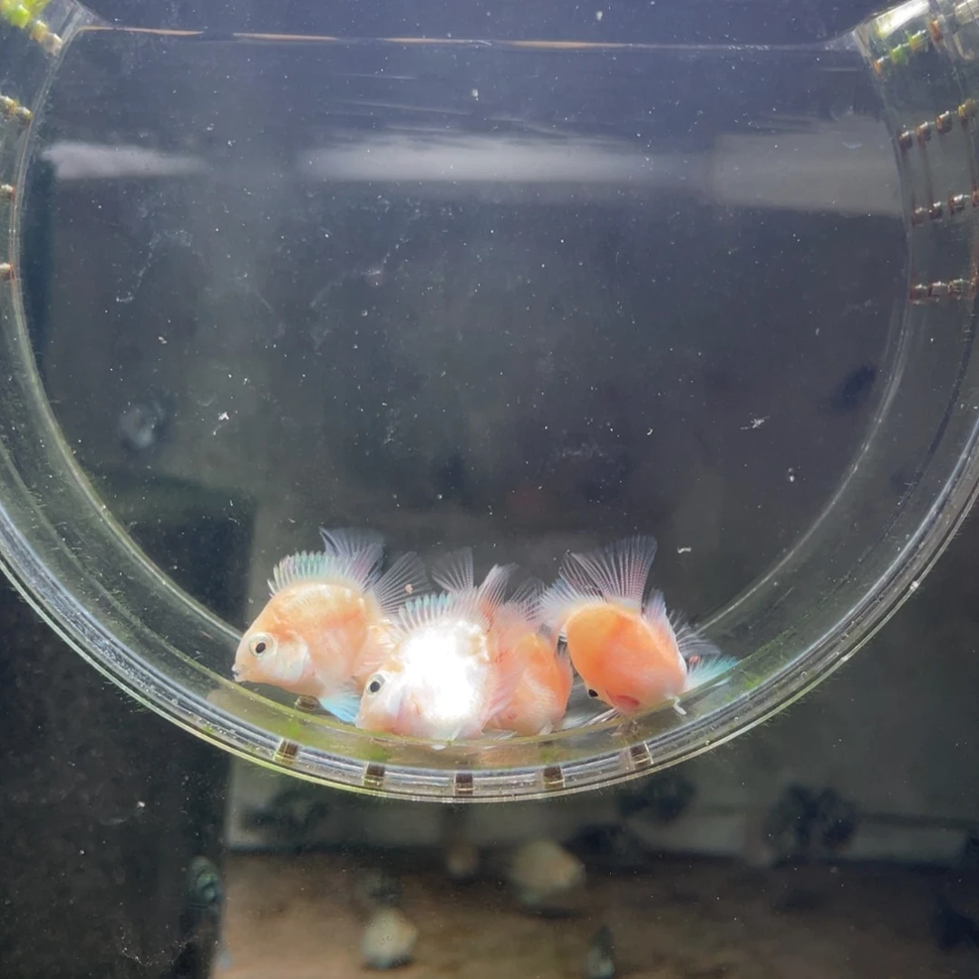 鹦鹉鱼桃心白金亚成6条