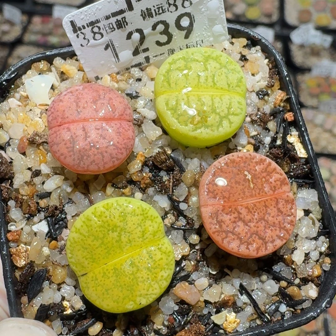 Zzz生石花肉锥1239