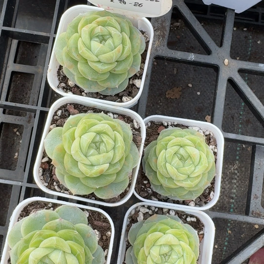 1222-026-素锦一颗量拍