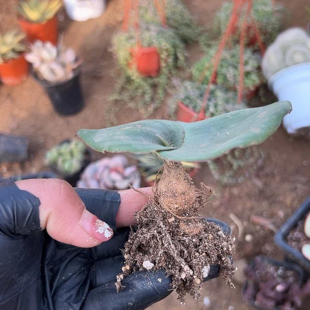 多肉植物艳镜开花