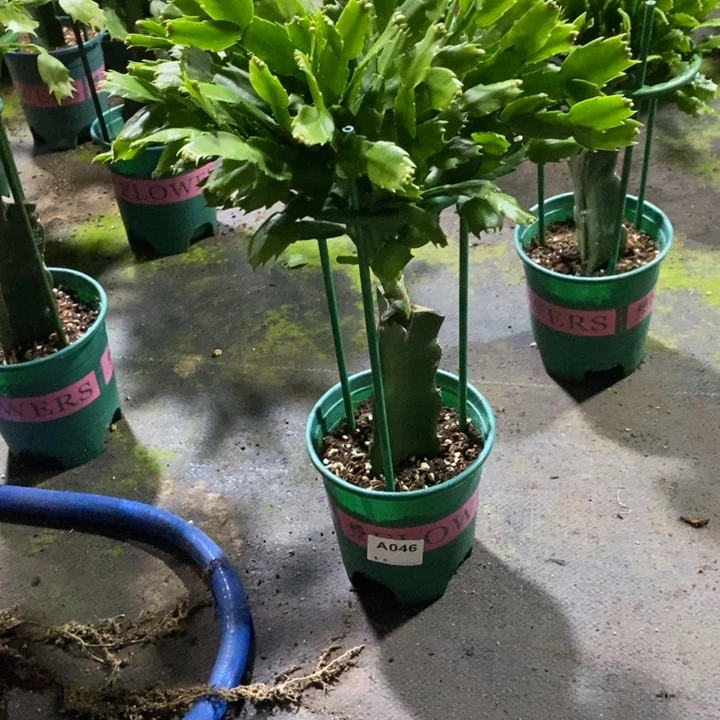 当前无花栽培后可以开花嘟*家046嫁接雅思