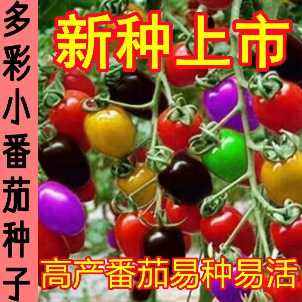 五彩小番茄苗盆栽地栽四季可栽