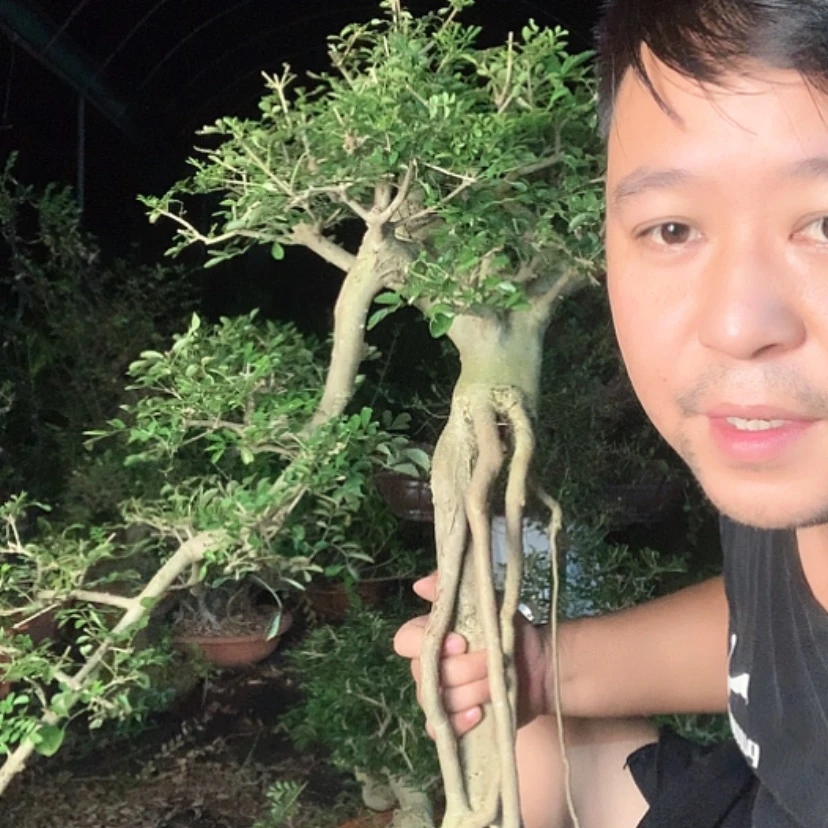 【闪购商品】无花朵