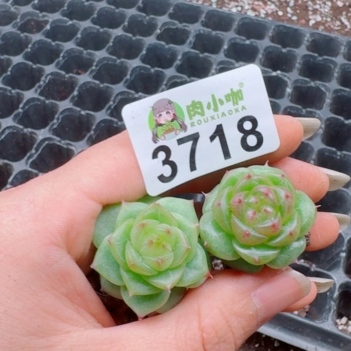 A****多肉植物多肉植物