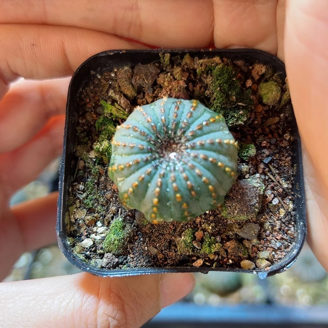 实生士童2.5公分2颗