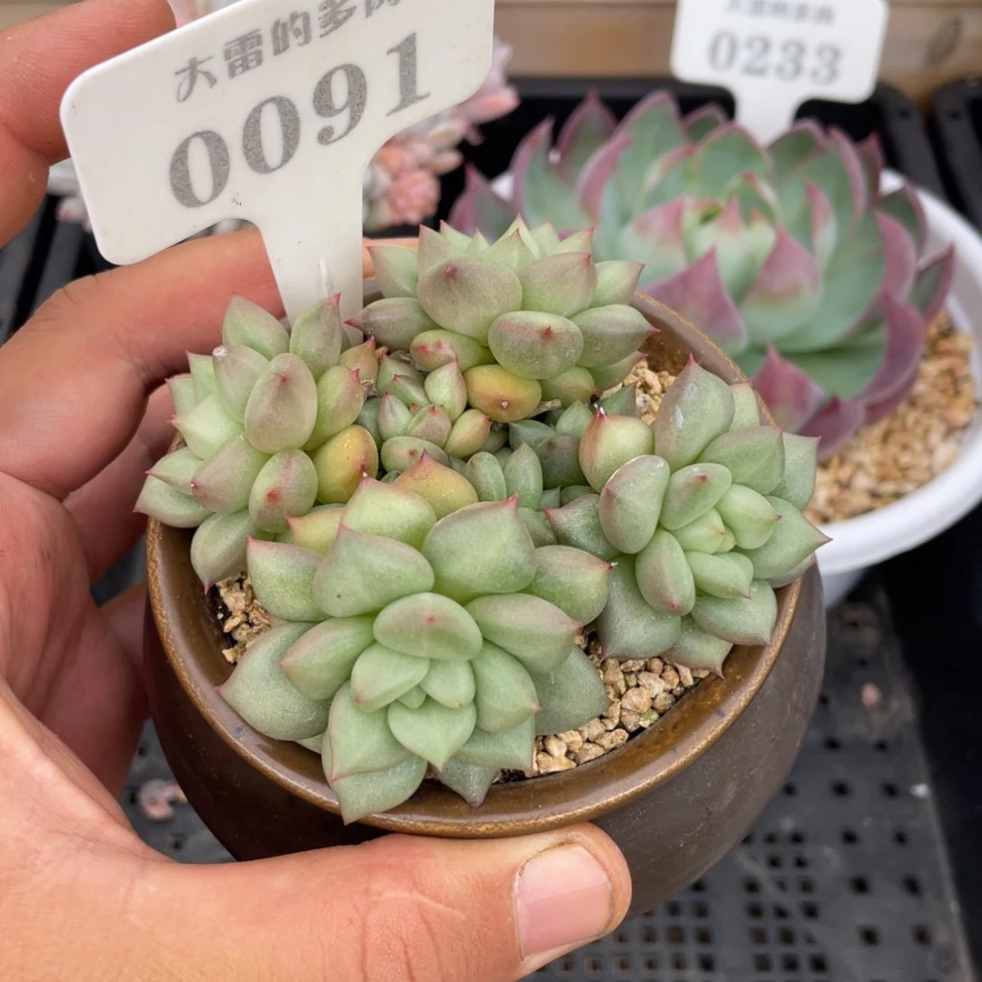 0091象牙不带盆9厘米