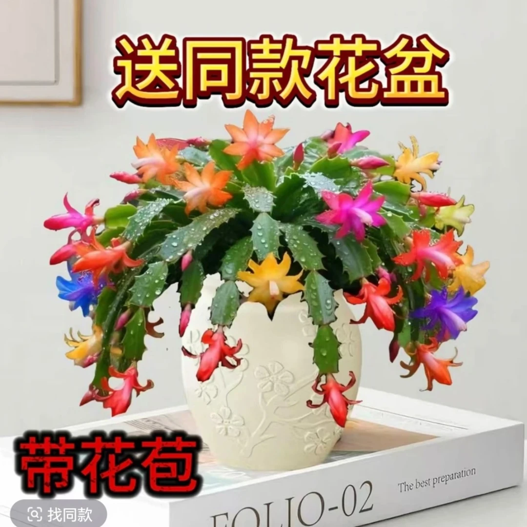 蟹爪兰盆栽【带花盆】多年生带花苞适合室内办公室客厅美观好养活A