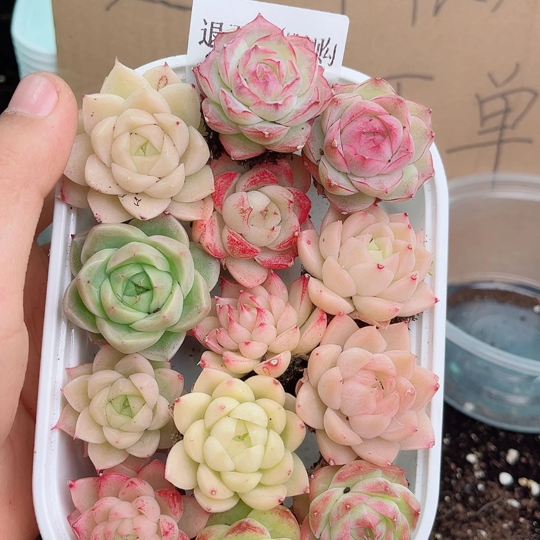 1-561 新疆西藏内蒙不发12.8包邮2-3公分