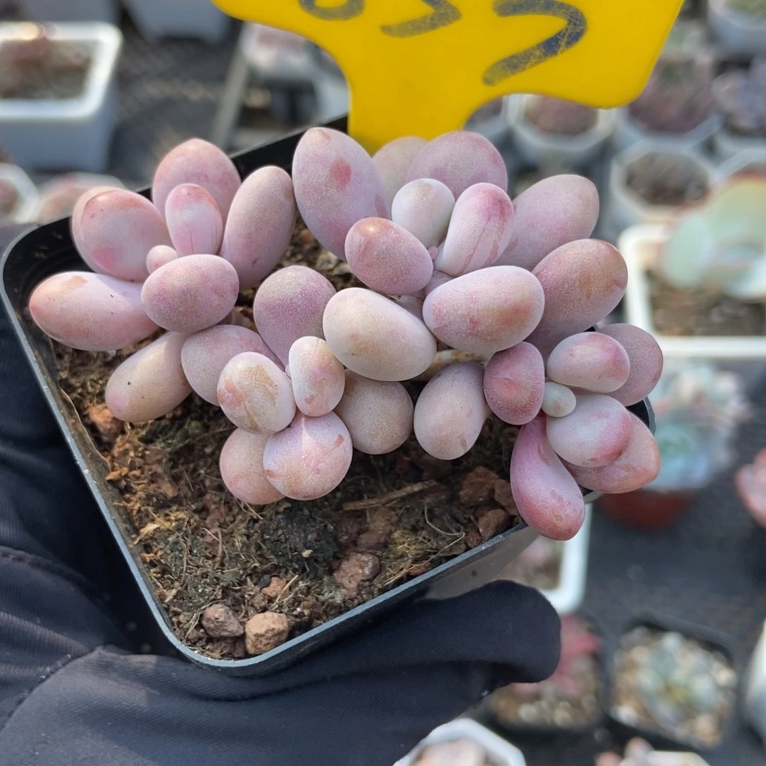 853桃蛋多肉植物了