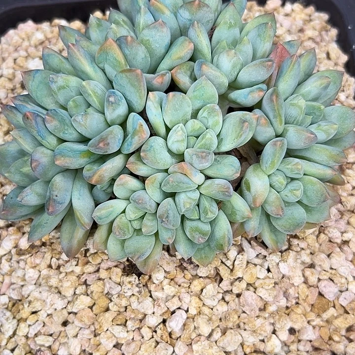娟***姐奶糖平头，一物一拍
