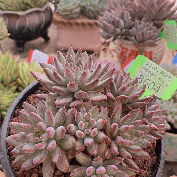 8604流沙体虞美人。