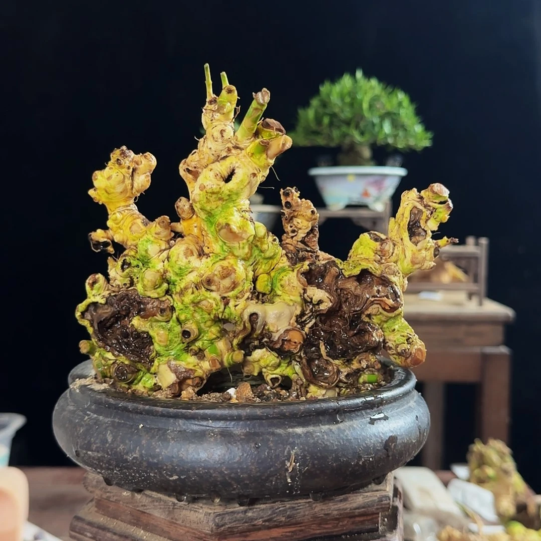 科***宪海岛栀子花香味清新自然