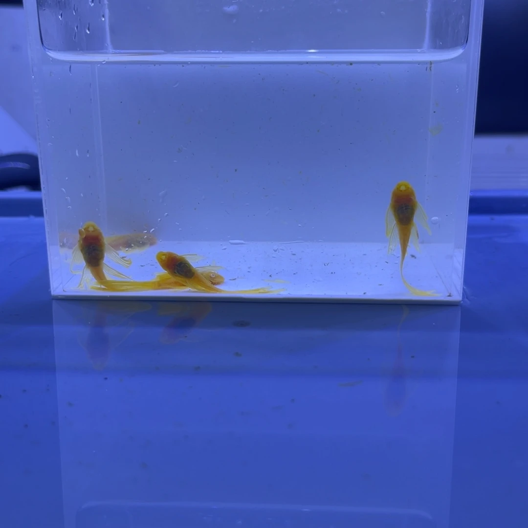 孔雀鱼大帆5条开箱视频报损