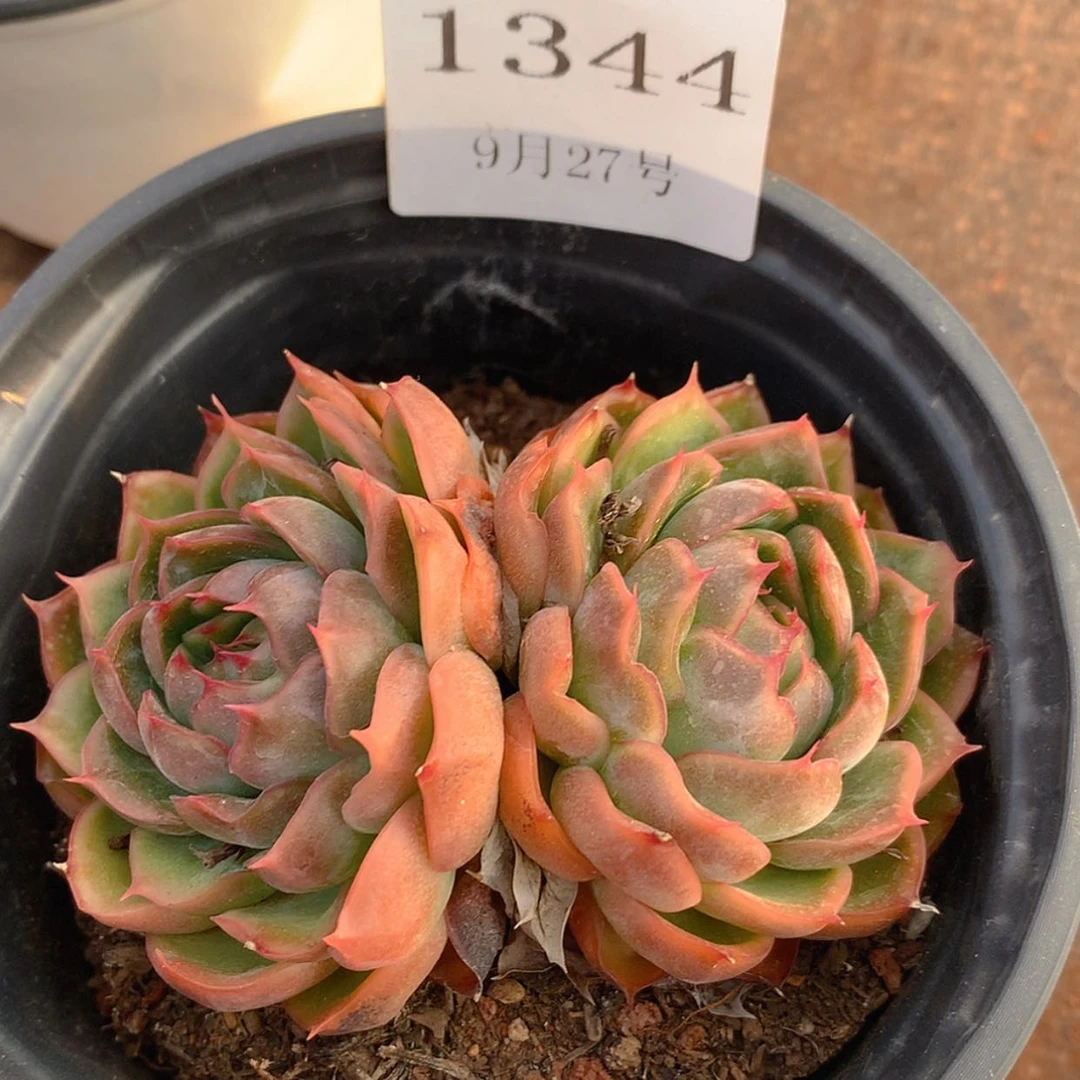 【闪购商品】云1344号