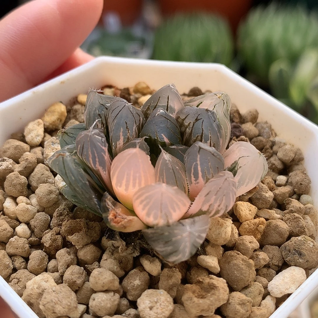 冰灯玉露锦带盆土发货