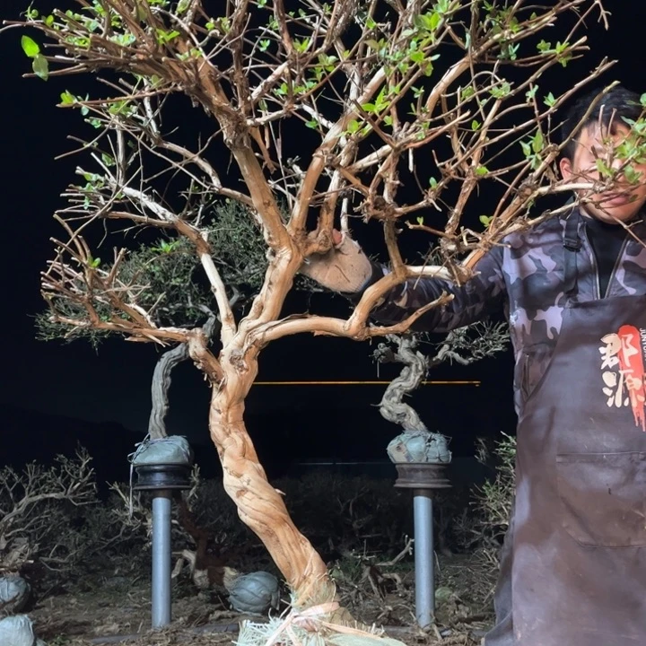 当前无花栽培后可以开花