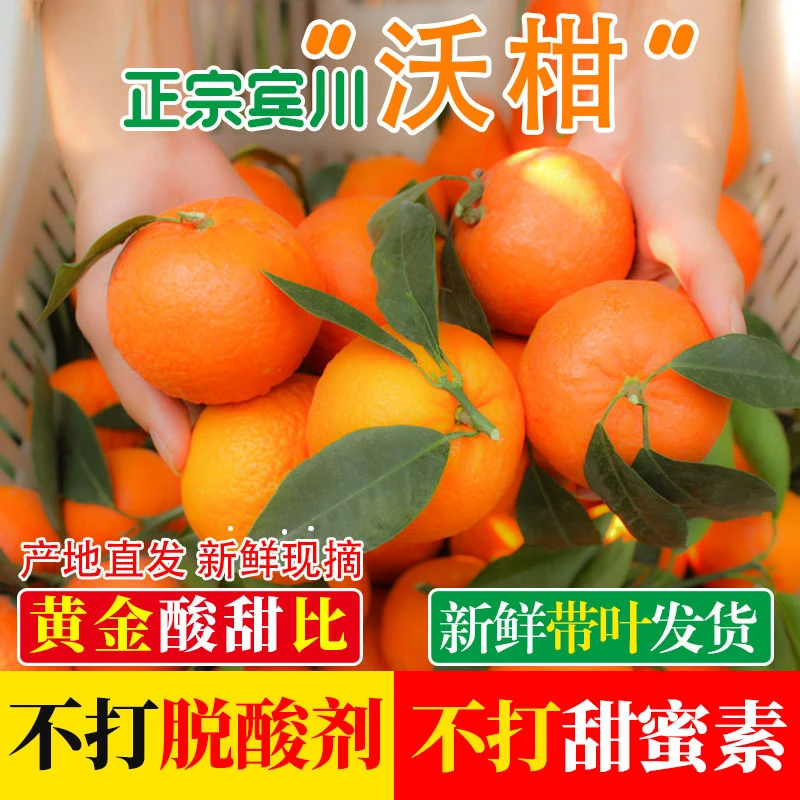 云南宾川新鲜沃柑带叶现摘现发当季水果整箱爆甜多汁