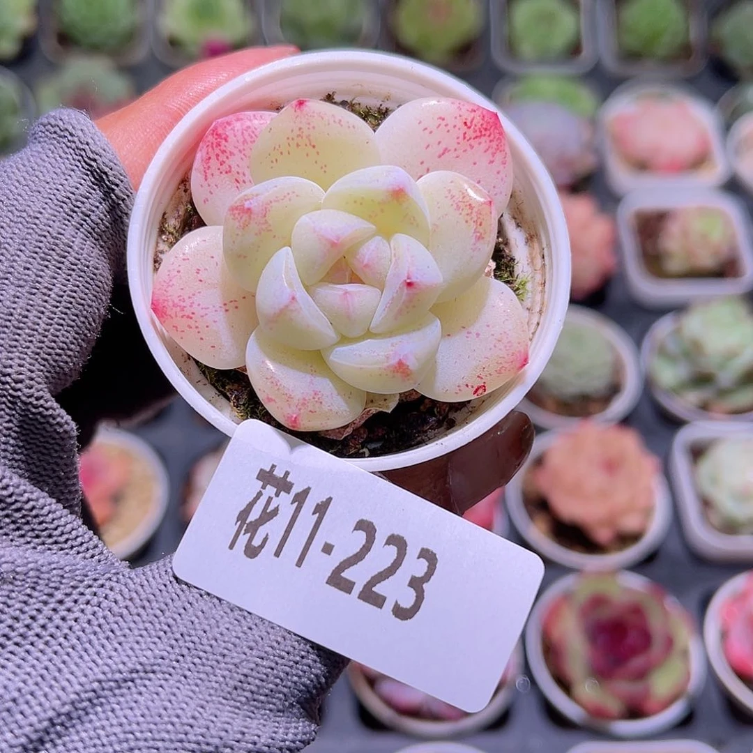 花11-223冰玉单头