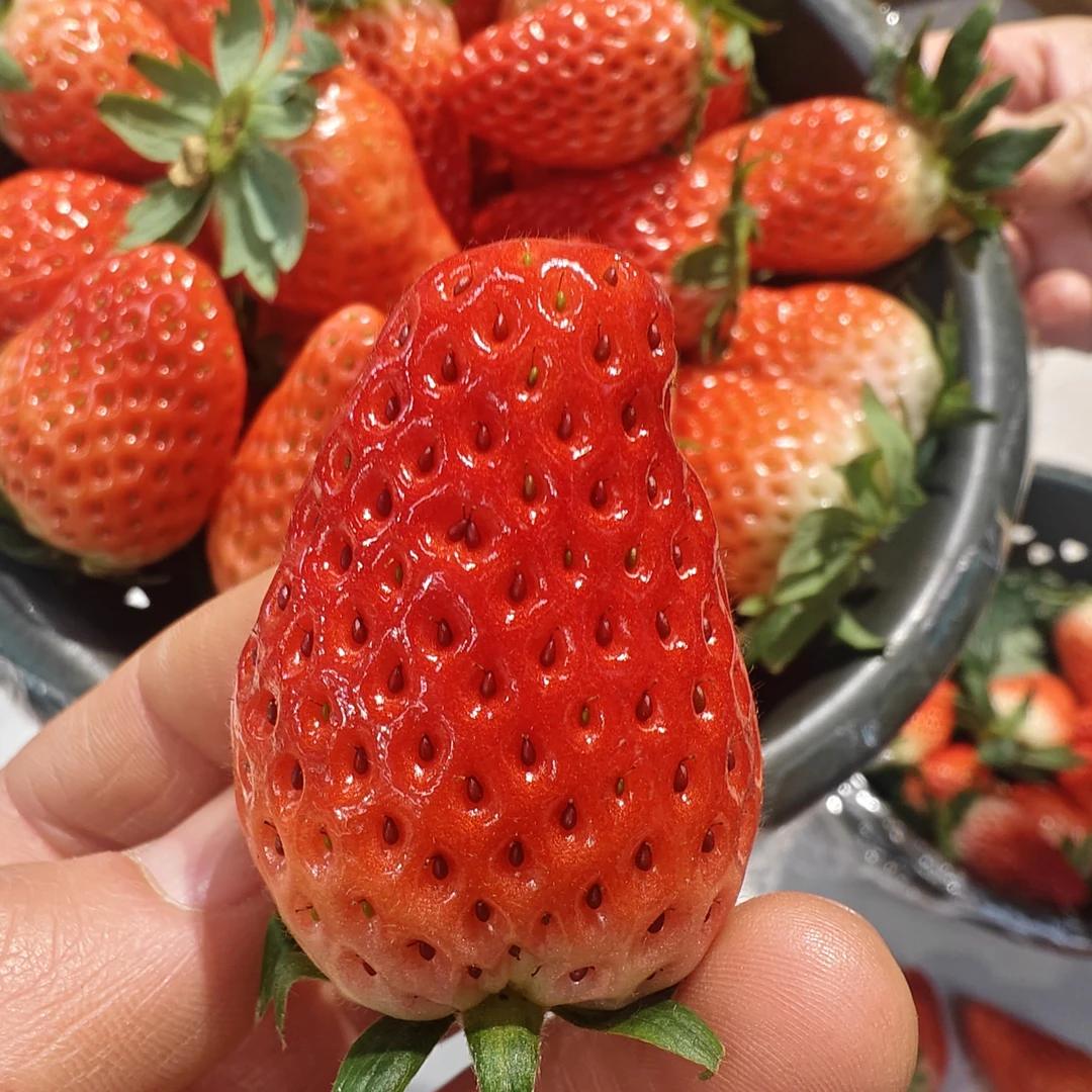 【配送到家】奶油草莓口感细腻，香气浓郁！