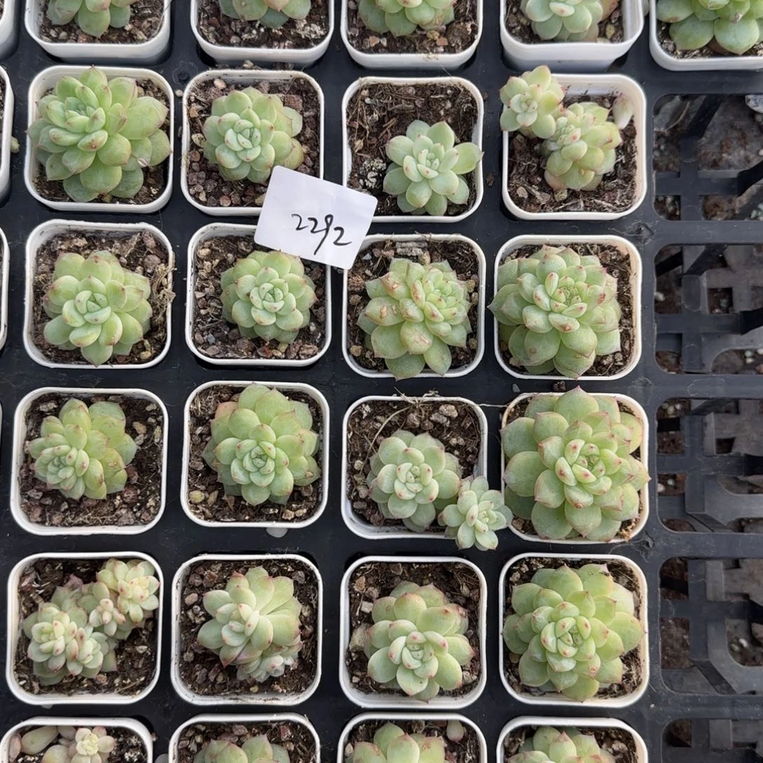 2292号25个满20包邮