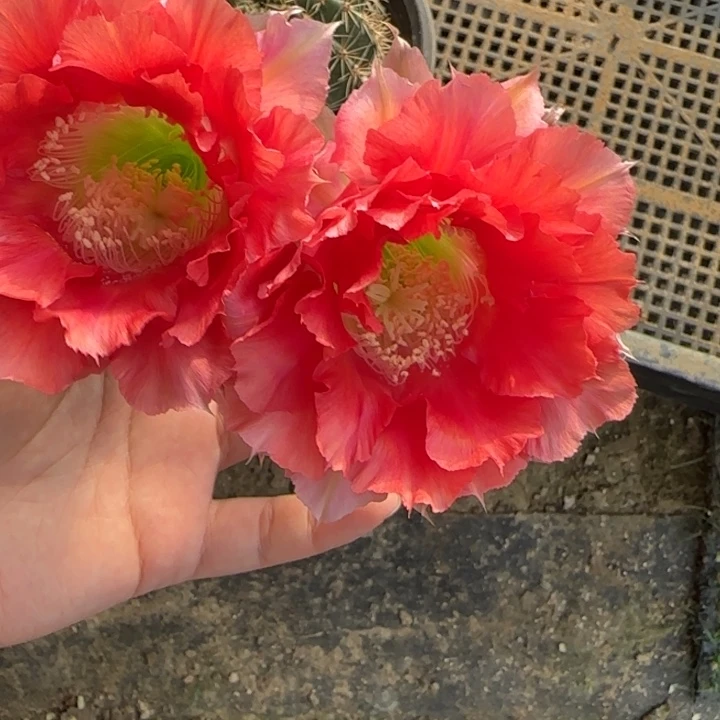 万***冰仙人球美花带根彩42