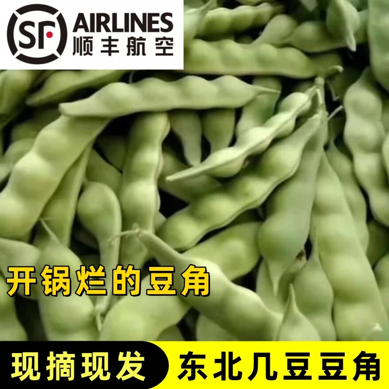 空运东北几豆角鼓豆角油豆角现摘新鲜蔬菜一点红九月青豆角开锅烂