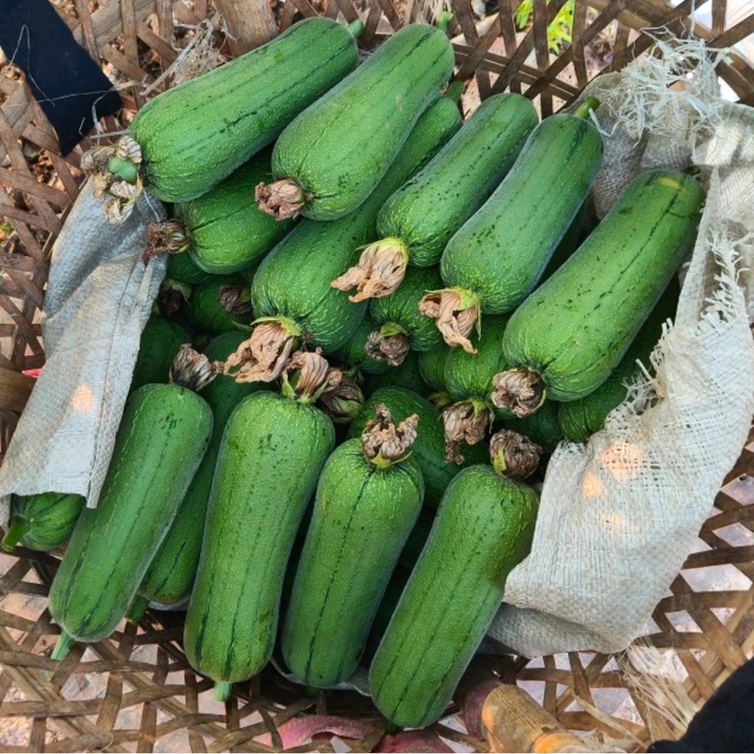 敬记农家肉丝瓜新鲜蔬菜现摘丝瓜短胖丝瓜清甜可口