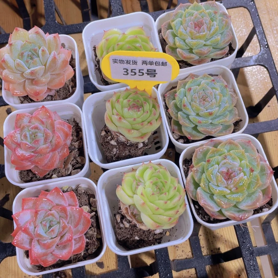 355号 开播福利美肉三颗