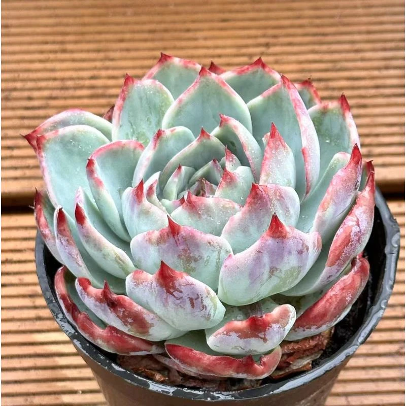 12杯惊鸿仙子单头 前男友精品多肉