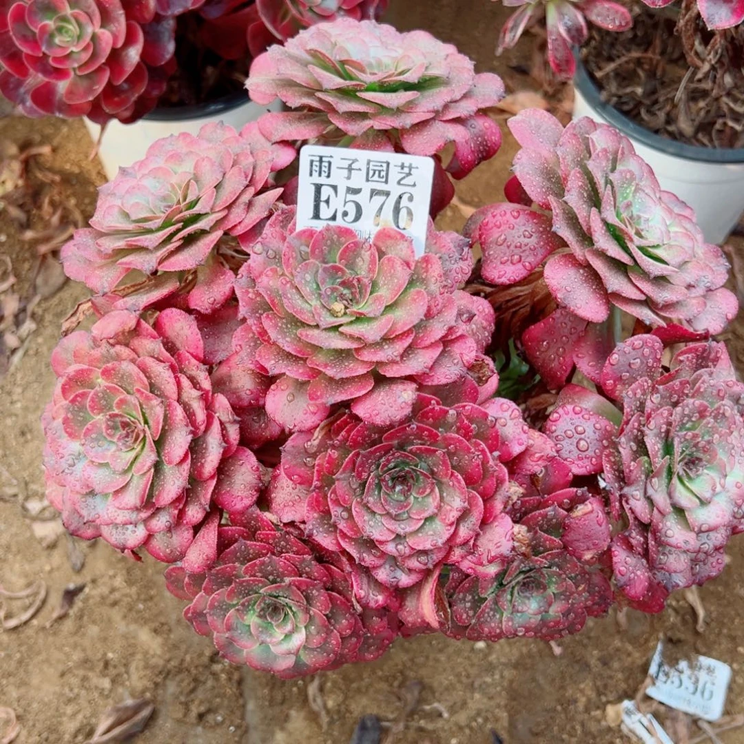 576美姬尺寸23左右