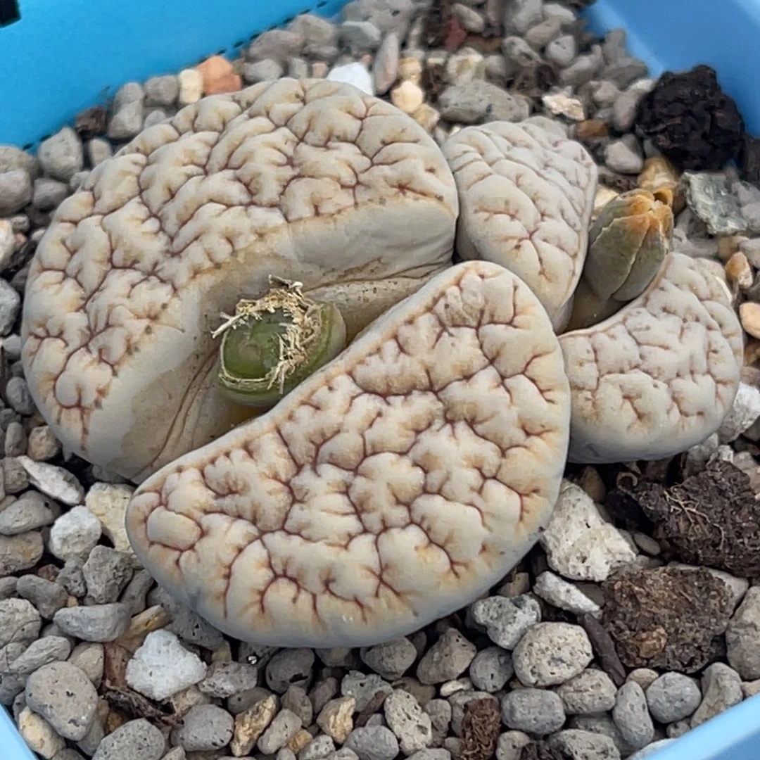 7548双头睫毛铁189一颗