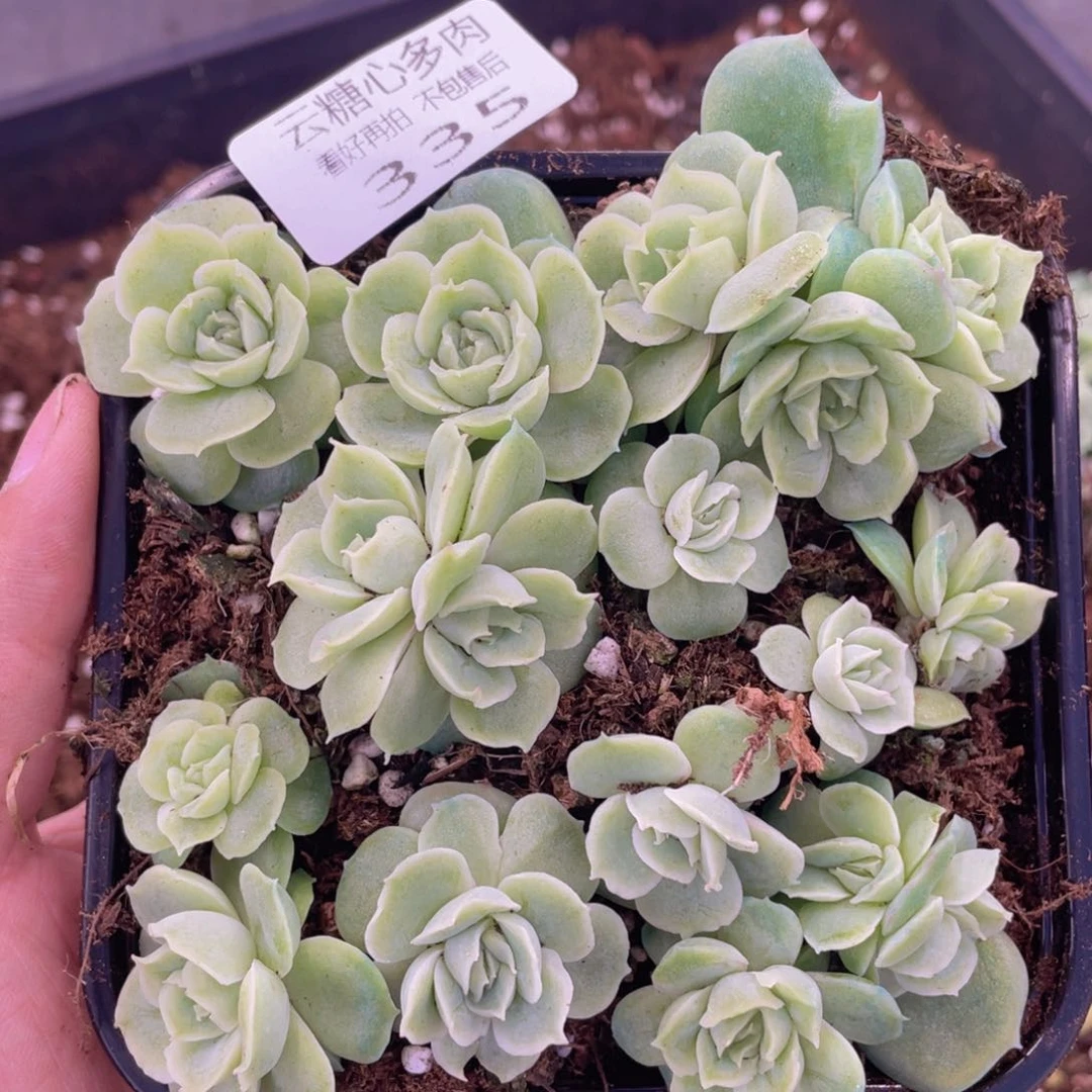 云糖心多肉植物335