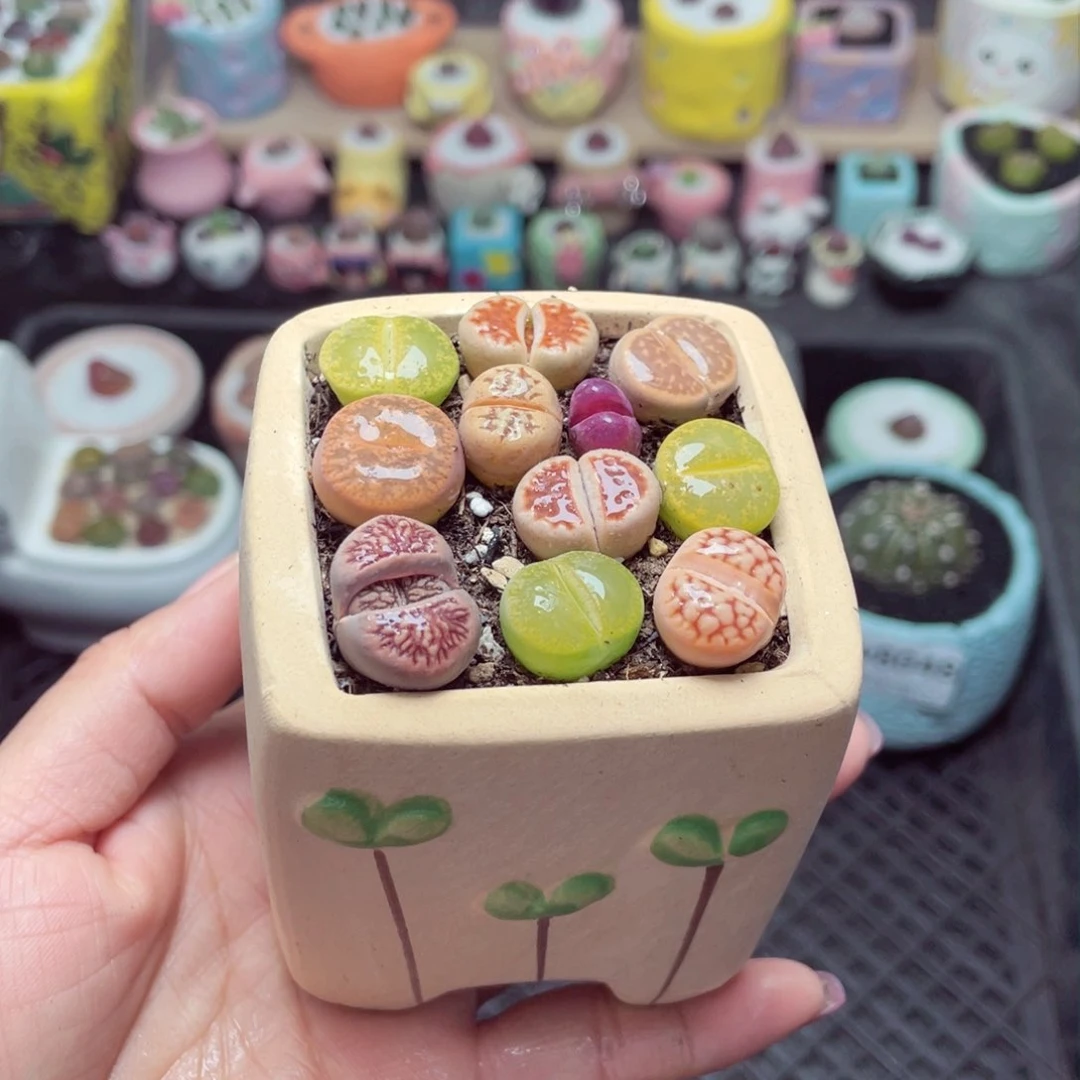 w8050 带盆土发货 -零下地区拍保温箱