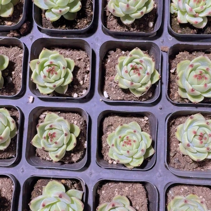 精品蓝龙多肉植物