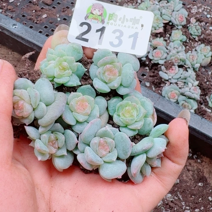 多肉植物多肉植物