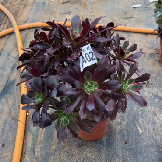 402赤霞飞不包断枝