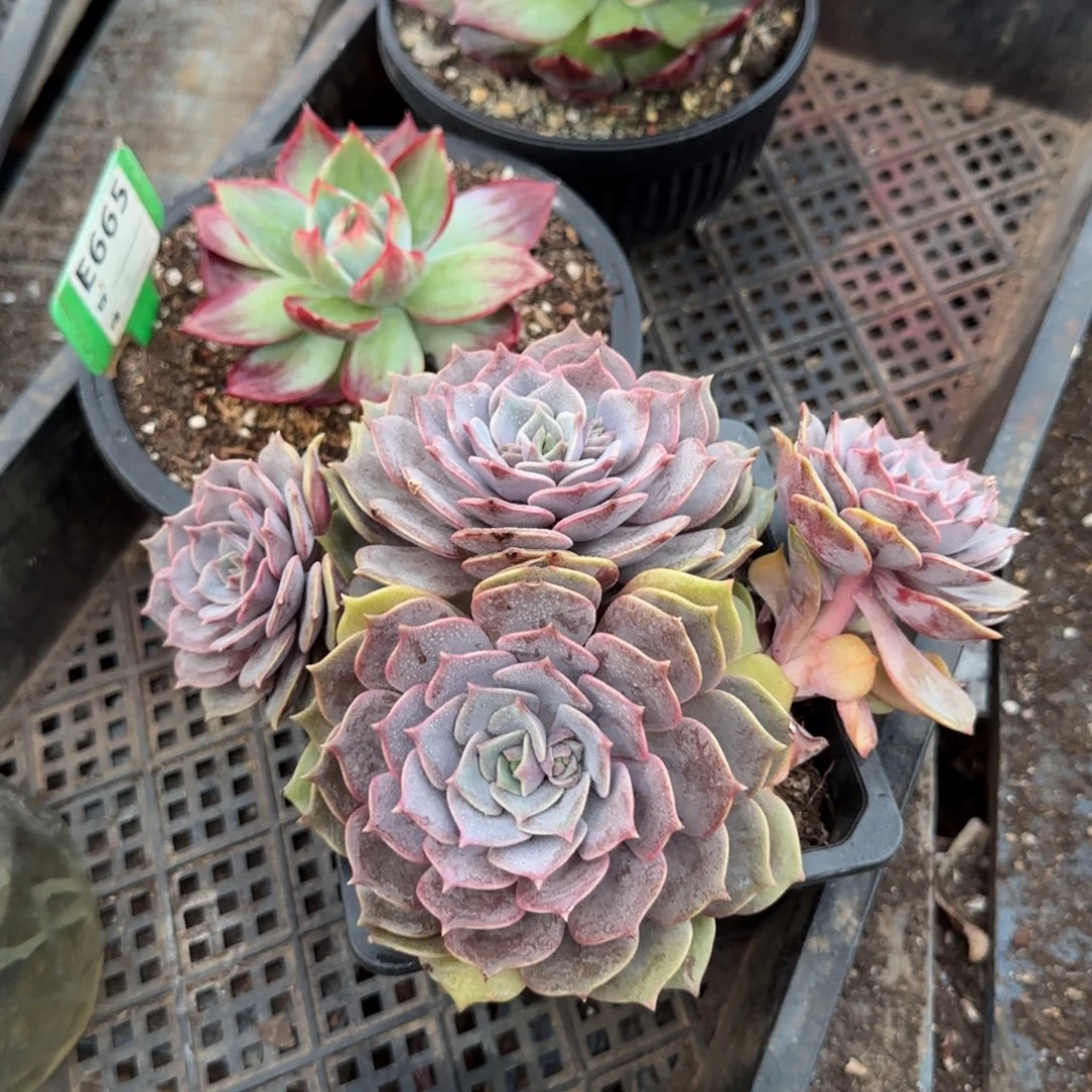 紫吉一物一拍包装收缩花旱