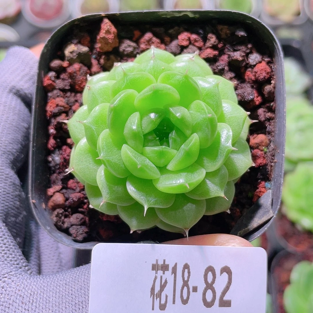 花利美18-82海王