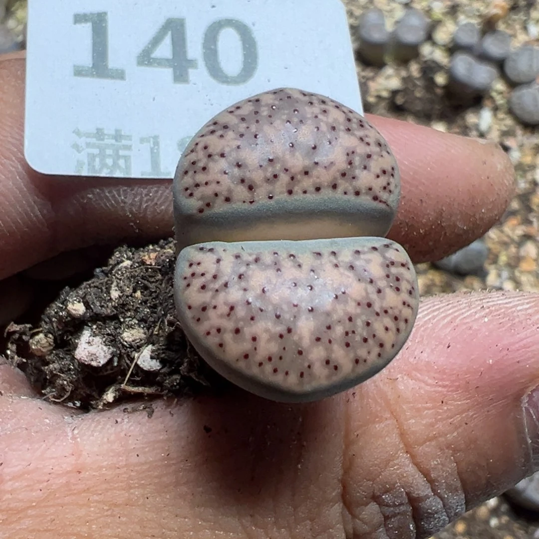 【闪购商品】糖**** 140。