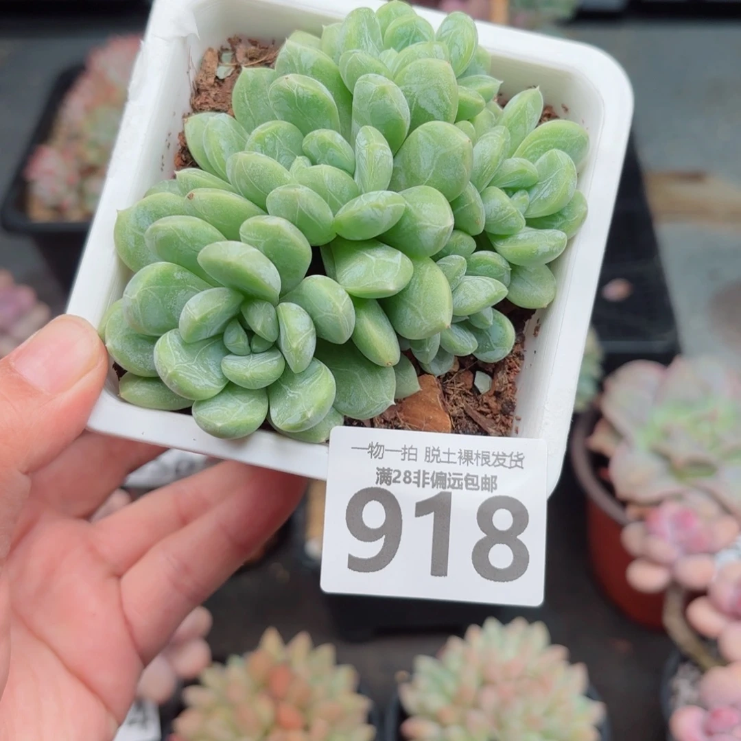 百达翡翠整群多肉多