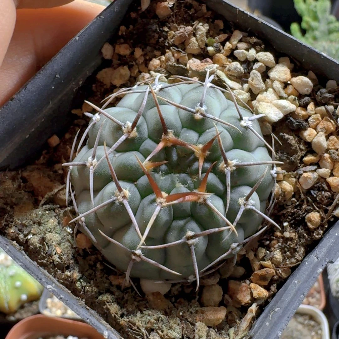 589三刺玉脱土发货