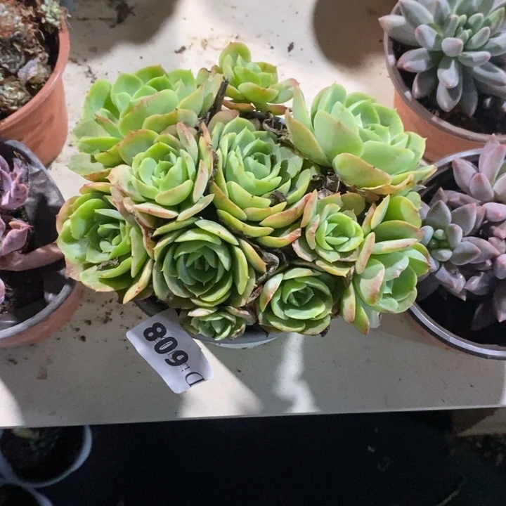 C***e608桃花坞多肉植物